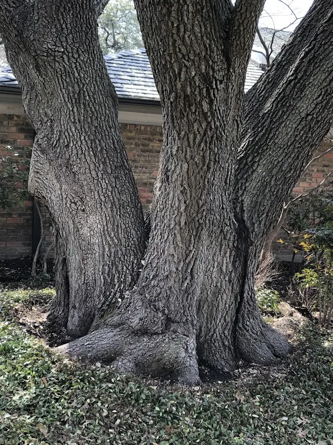 Mature heritage tree close to a Howe property cared for by certified arborists